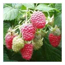 Raspberry plants joan for sale  Buckley