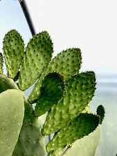 Large opuntia cactus for sale  BUDE