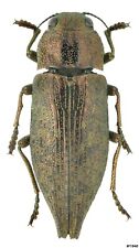 Coleoptera Buprestidae Dicerca chlorostigma Rússia W Cáucaso 19mm, usado comprar usado  Enviando para Brazil