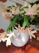 White christmas cactus for sale  LEICESTER