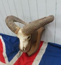 Horny mouflon antique for sale  BRENTFORD