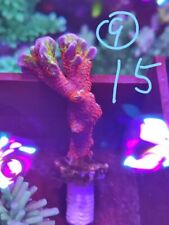 Forest fire digitata marine saltwater reef hard coral SPS ~ WYSIWYG for sale  READING
