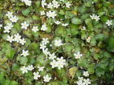 Water plants heart for sale  Sugar Land