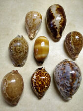 8 Cyprea Cowry Sea Shells:  Trona stercoraria, Zoila thersites, Cyprea mappa for sale  Shipping to South Africa