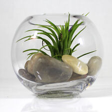 Air plant small for sale  LEIGH