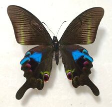 Papilio arcturus arcturus d'occasion  Paris XI