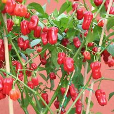 Giant rote chilli gebraucht kaufen  Bayreuth