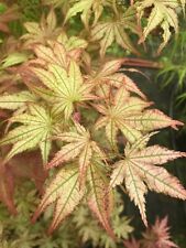 Japanese maple peaches for sale  Woodburn