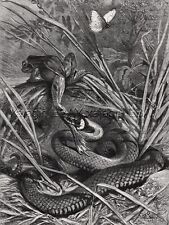 Snake versus frog for sale  Lake Villa