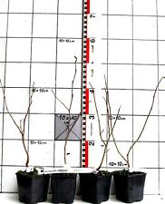 Hamamelis virginiana amerikani gebraucht kaufen  Bad Bergzabern