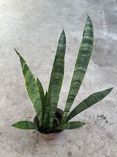 Snake plant pot for sale  Baldwin Park