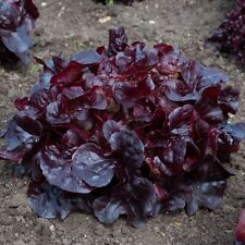 Lettuce oakus plug for sale  LLANDYSUL