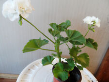 White zonal geranium for sale  Antioch