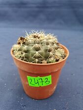 Used, Gymnocalycium andreae grandiflorum p213 Copina 2473p for sale  Shipping to South Africa