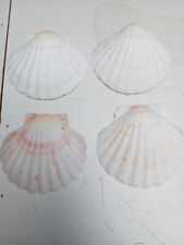 Scallop shells 4 for sale  STAINES-UPON-THAMES