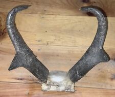Pronghorn antelope horns for sale  Greeneville