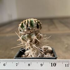 1129. geohintonia mexicana for sale  Shipping to United Kingdom
