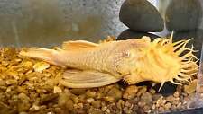 Live fish albino for sale  Wimauma