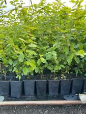 Hainbuche carpinus betulus gebraucht kaufen  Westerstede