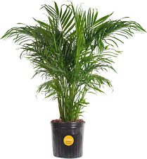 Cat palm live for sale  Denver