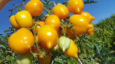 Usado, 10 graines de tomate Jardin D'agrumes (Tsitrusovy Sad) tomato seeds méth.bio comprar usado  Enviando para Brazil