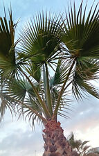 Washingtonia robusta palm for sale  Shipping to Ireland