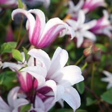 Clematis texensis princess for sale  MARCH