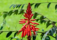 100 aloe arborescens usato  Napoli