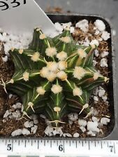 Gymnocalycium mihanovichii var for sale  Hesperia