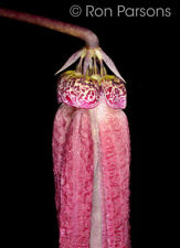 FLASK: Bulbophyllum treschii CREPE TEXTURE, EXTRA LONG, PENDANT orchid species, used for sale  Shipping to South Africa