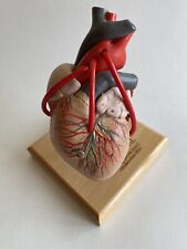 Anatomical Model Of The Human Heart With Removable Parts. “Toprol-xl” for sale  Shipping to South Africa