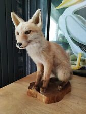 Taxidermy european red for sale  PONTEFRACT