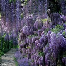 Chinese wisteria tree for sale  Raeford