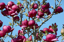 Pianta magnolia black usato  Maddaloni