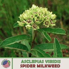 Spider milkweed seeds for sale  Venice