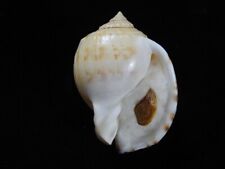 Sea shell Semicassis pyrum 61.9mm ID#7041, used for sale  Shipping to South Africa