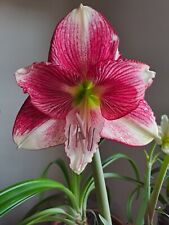 Hippeastrum hybrid FQARL - 1 bulb / offset about 3 cm, used for sale  Shipping to South Africa