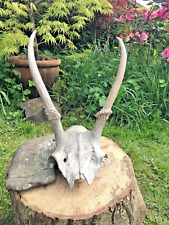 Skull antlers deer for sale  EXETER