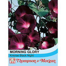 Thomspon morgan morning for sale  IPSWICH