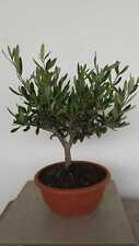 Vaso bonsai pianta usato  Altamura