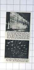 1951 50 pombas de gesso branco suspensas do telhado do pavilhão de leões e unicórnios comprar usado  Enviando para Brazil