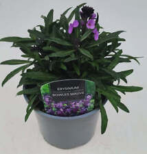 Erysimum bowles mauve for sale  BALLYMENA