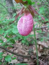 Live pink lady for sale  Biddeford