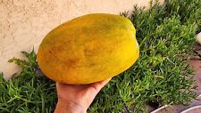 100 papaya fruit for sale  Lancaster