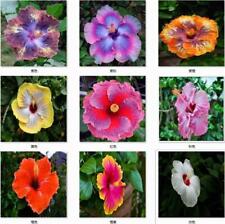 Exotic rare hibiscus for sale  Goldsboro