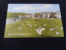 Seagulls beaumaris postcard for sale  ANSTRUTHER