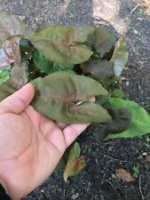 Tierra syngonium podophyllum for sale  Live Oak