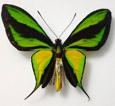 Ornithoptera paradisea borchi d'occasion  Paris XI