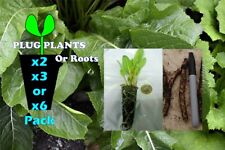 Horseradish root planting for sale  ILKESTON