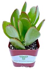 Live succulent plant for sale  Irvine